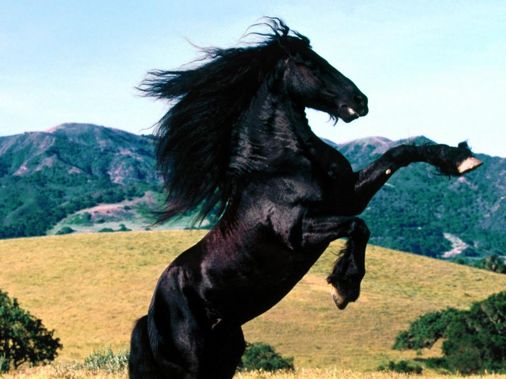 _Diablo_%2C%20Friesian.jpg