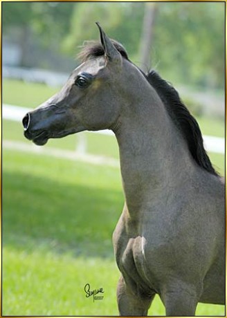 hříbě araba.jpg