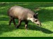 tapir-jihoamericky.jpg